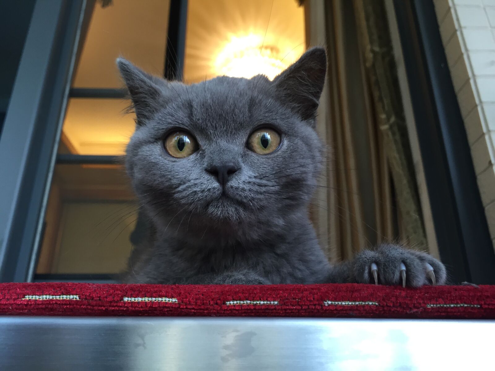 iPhone 6 back camera 4.15mm f/2.2 sample photo. Cat, animal, pet photography