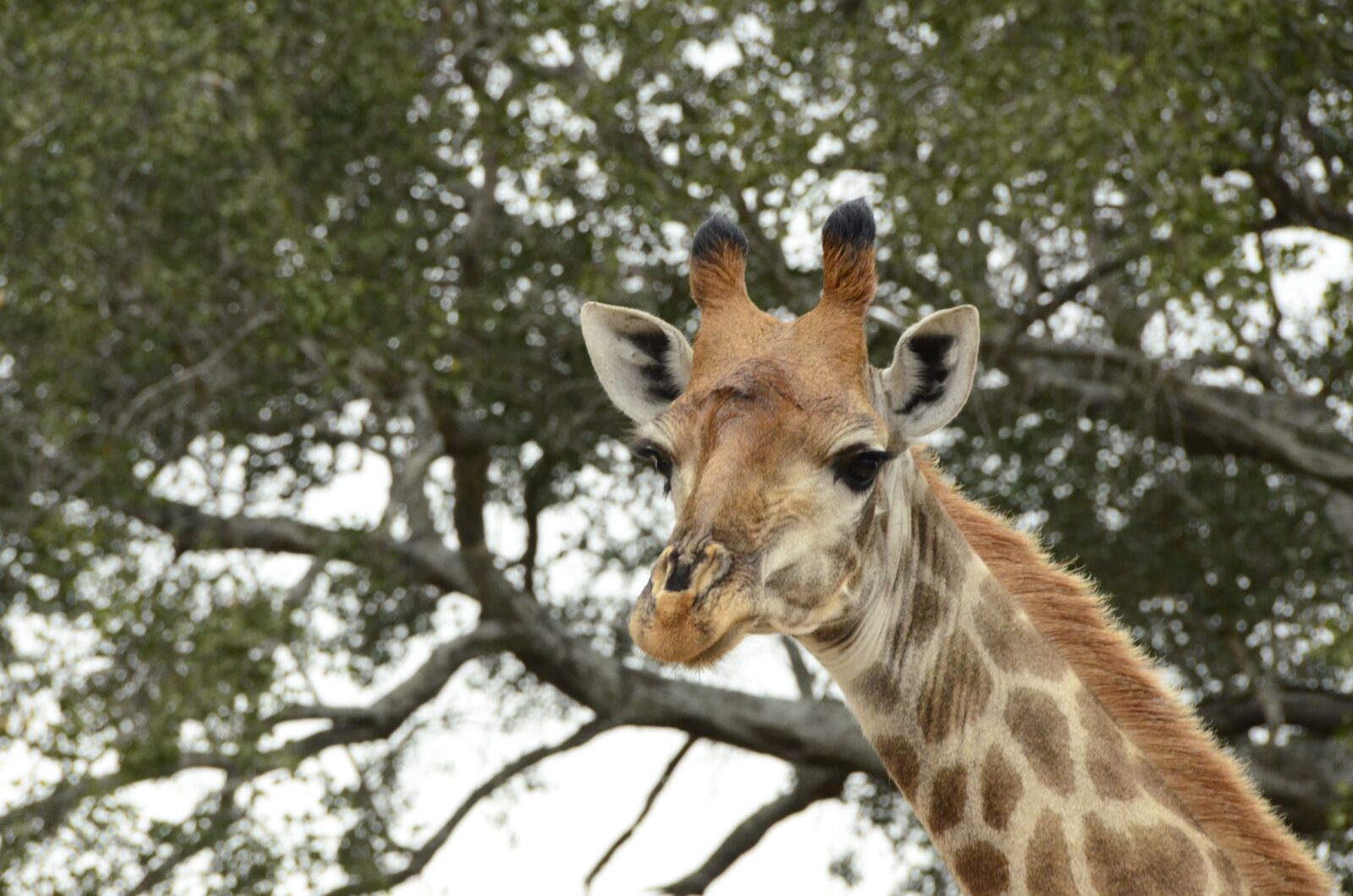 Nikon D7000 sample photo. Giraffe, africa, animals photography