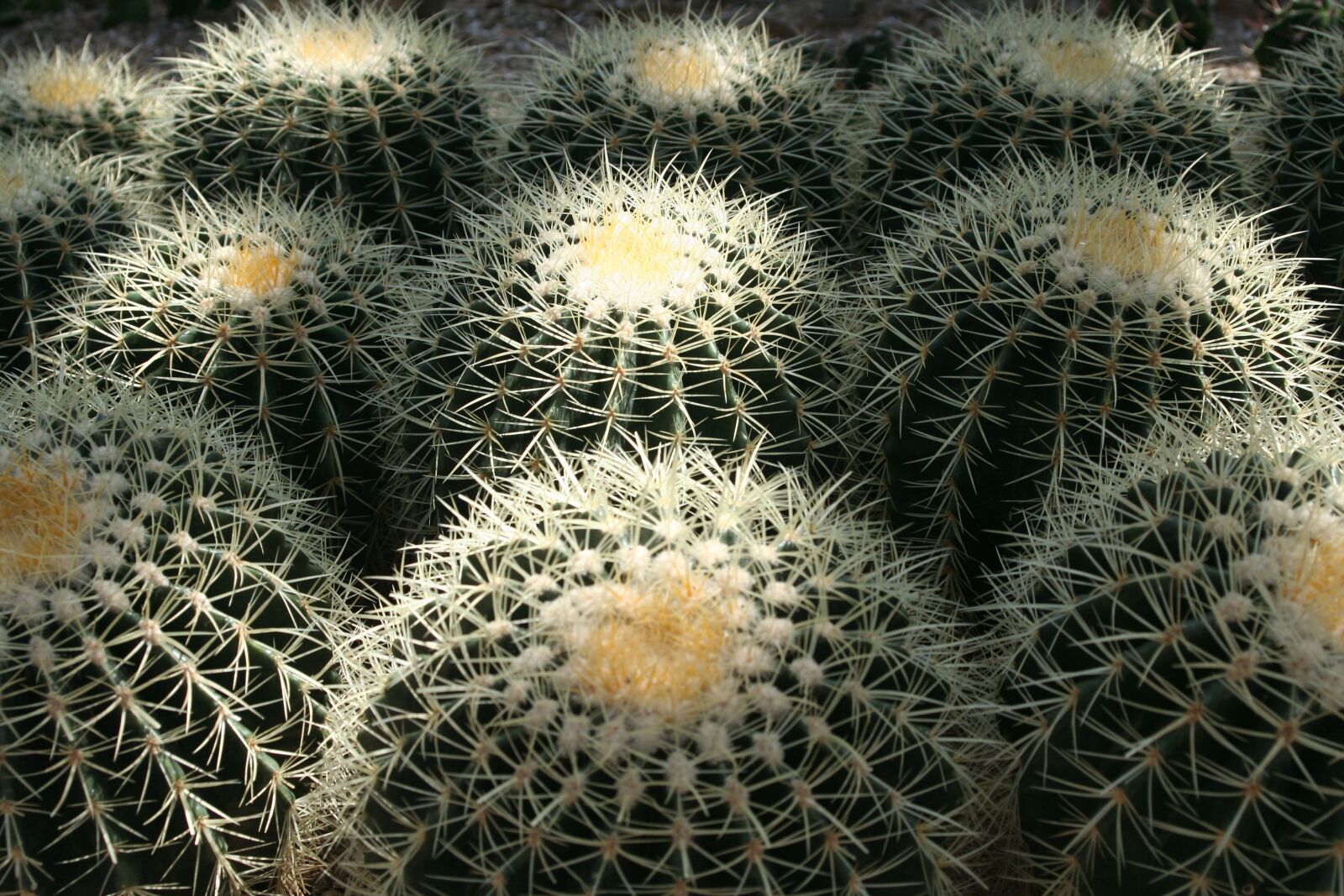 Canon EOS 350D (EOS Digital Rebel XT / EOS Kiss Digital N) sample photo. Cactus, arboretum, jeju island photography