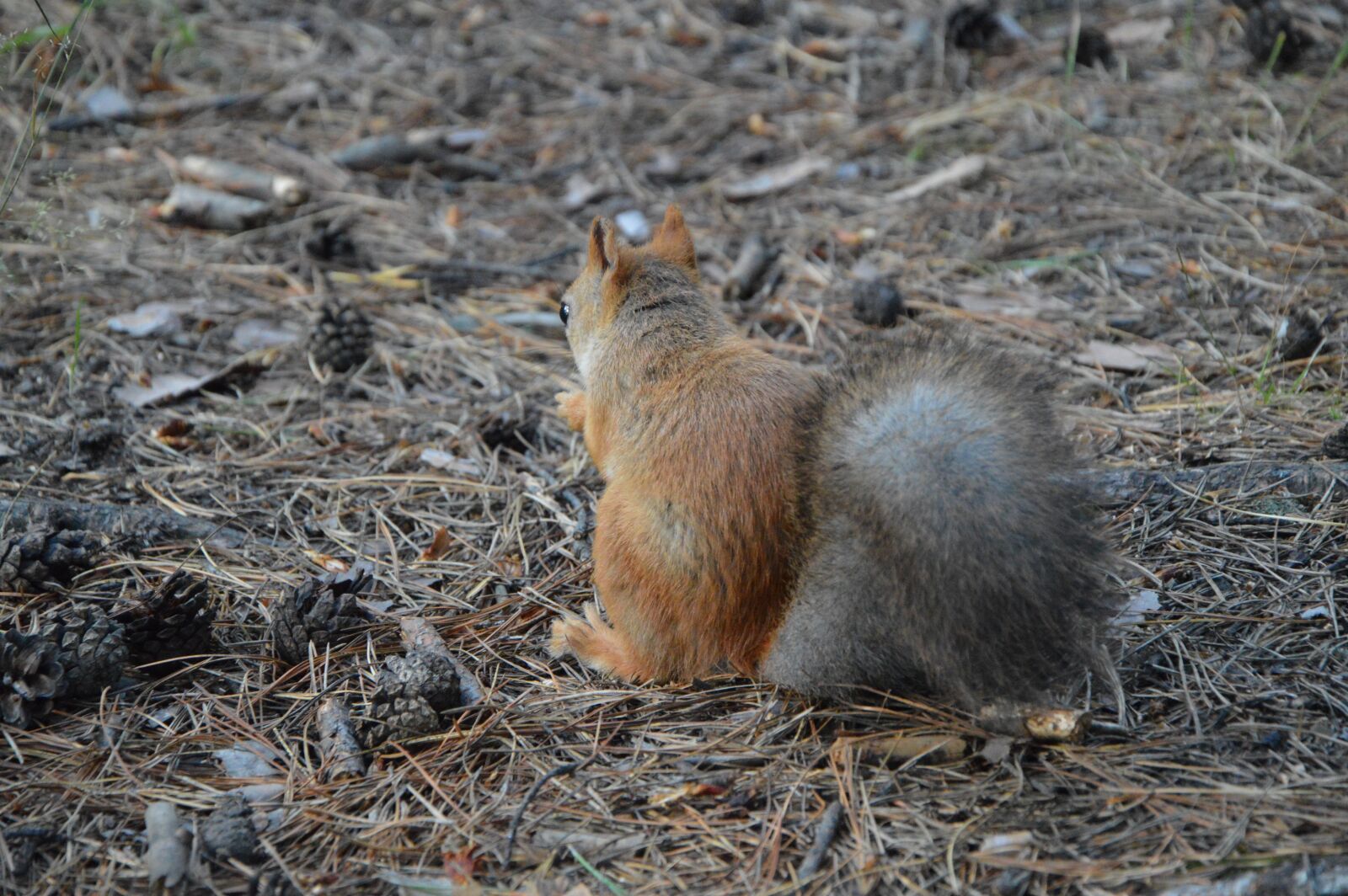 Nikon D3200 sample photo. Squirrel, protein back, forest photography