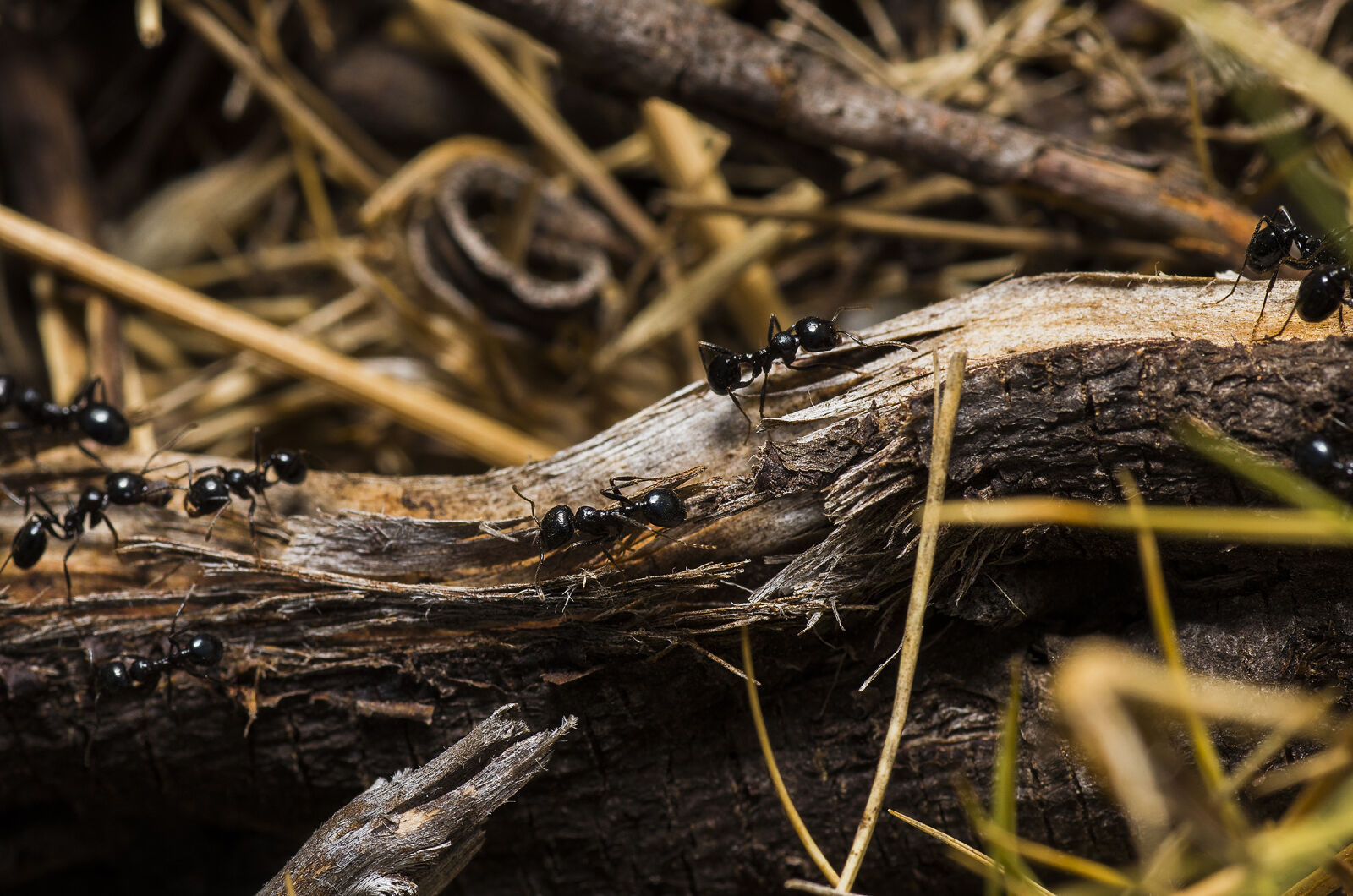 Pentax K-5 IIs sample photo. Black, ants, on, brown photography