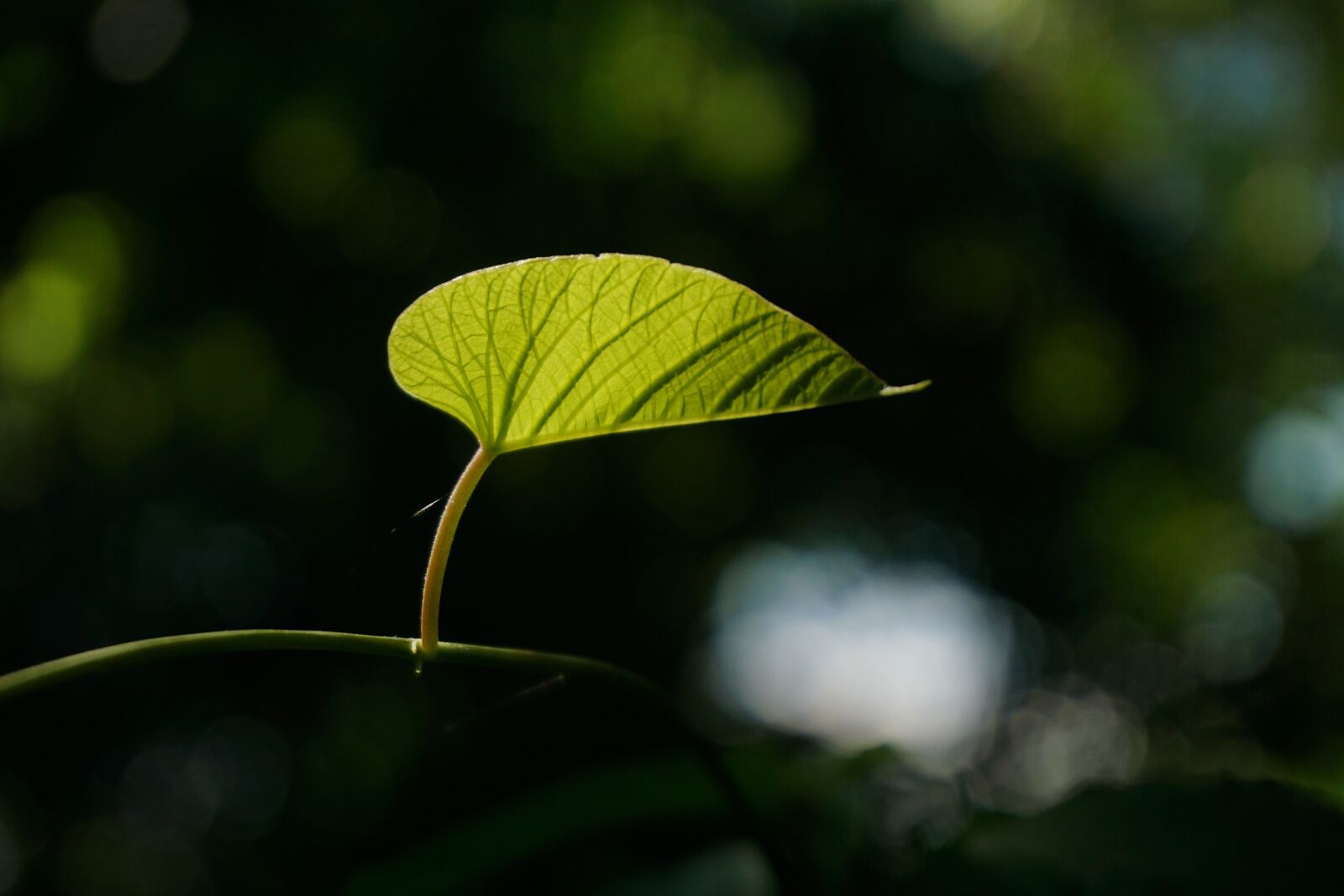 Sony E 16-50mm F3.5-5.6 PZ OSS sample photo. Leaf, vine, growth photography