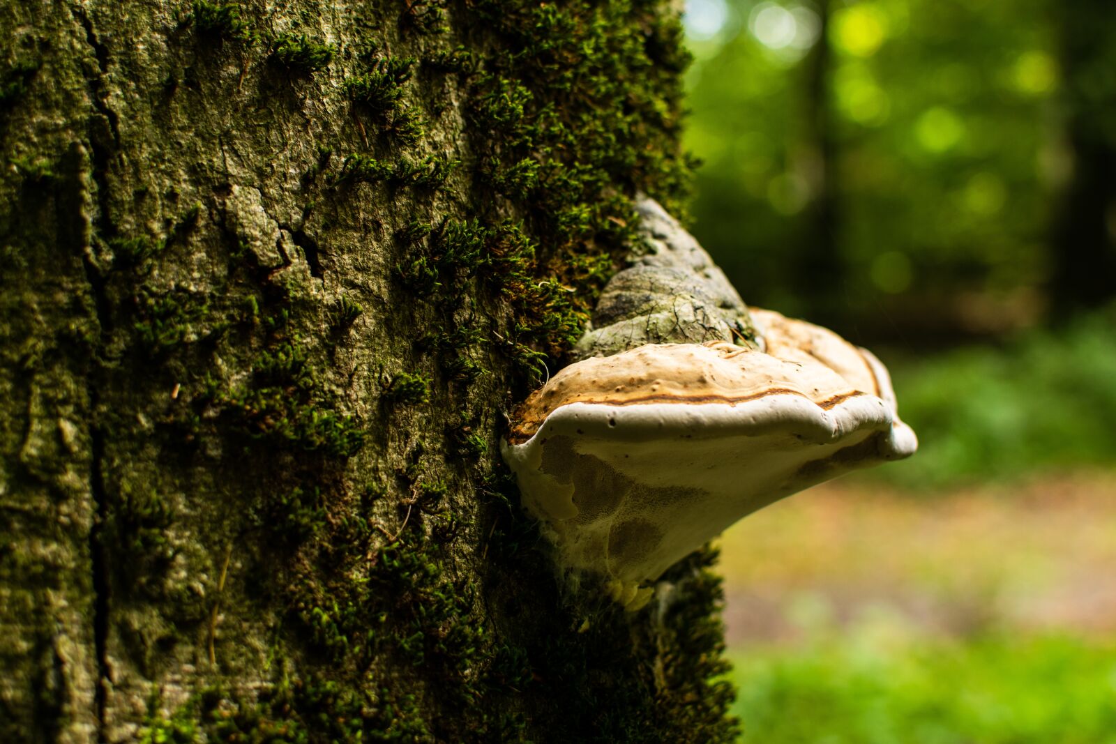 Nikon D3300 sample photo. Nature, of course, tree photography