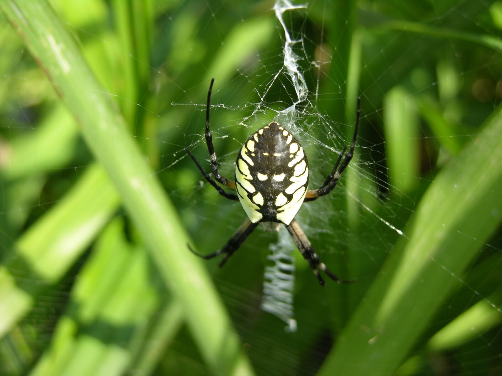 Nikon E8700 sample photo. Garden spider, spider, web photography
