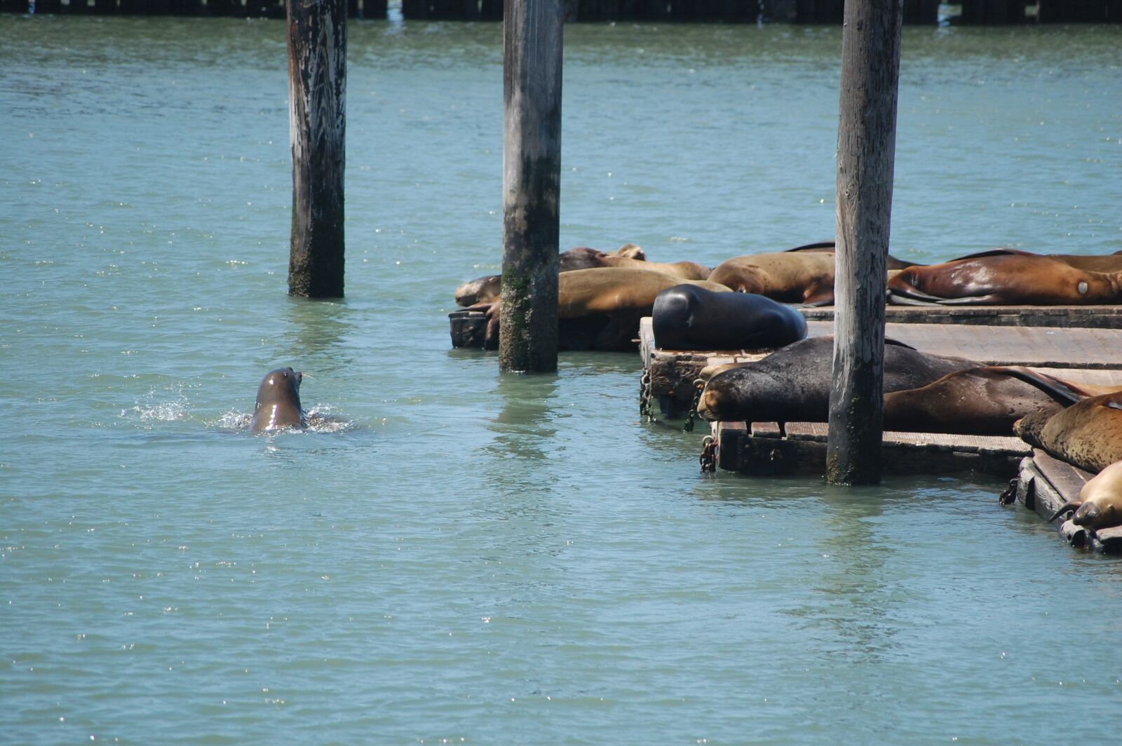 Nikon D40 sample photo. San francisco, pier, america photography