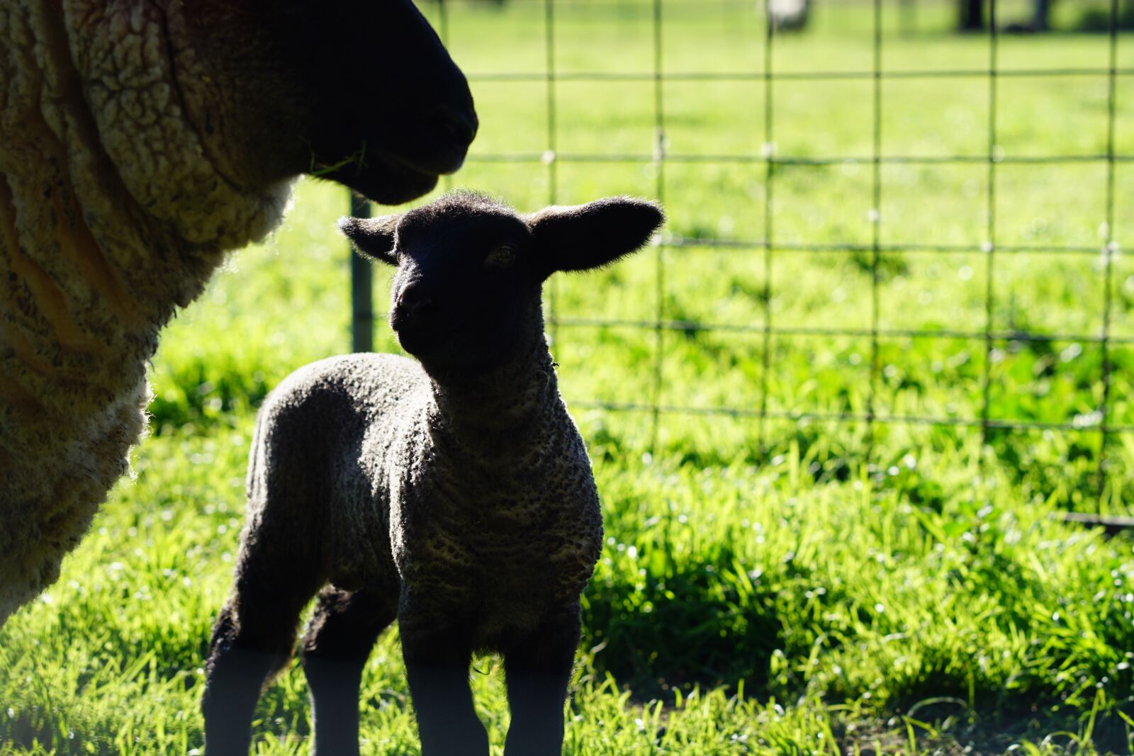 Sony FE 85mm F1.8 sample photo. Farm, sheep, lamb photography