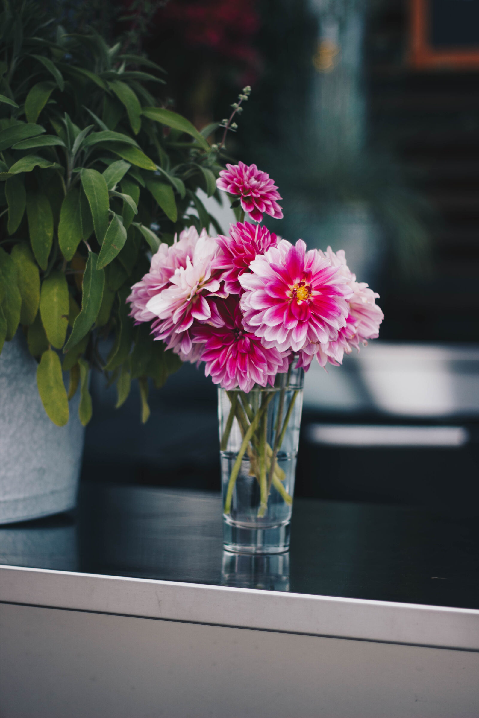 Canon EOS 600D (Rebel EOS T3i / EOS Kiss X5) + Canon EF 50mm F1.8 II sample photo. Pink, petaled, flowers photography