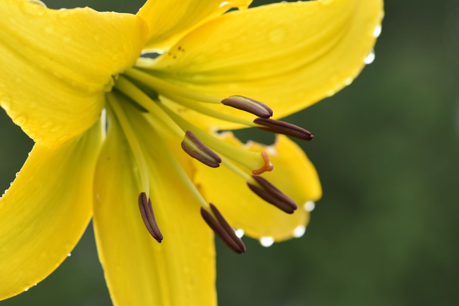 Nikon D750 sample photo. Dahlia, yellow, bloom photography