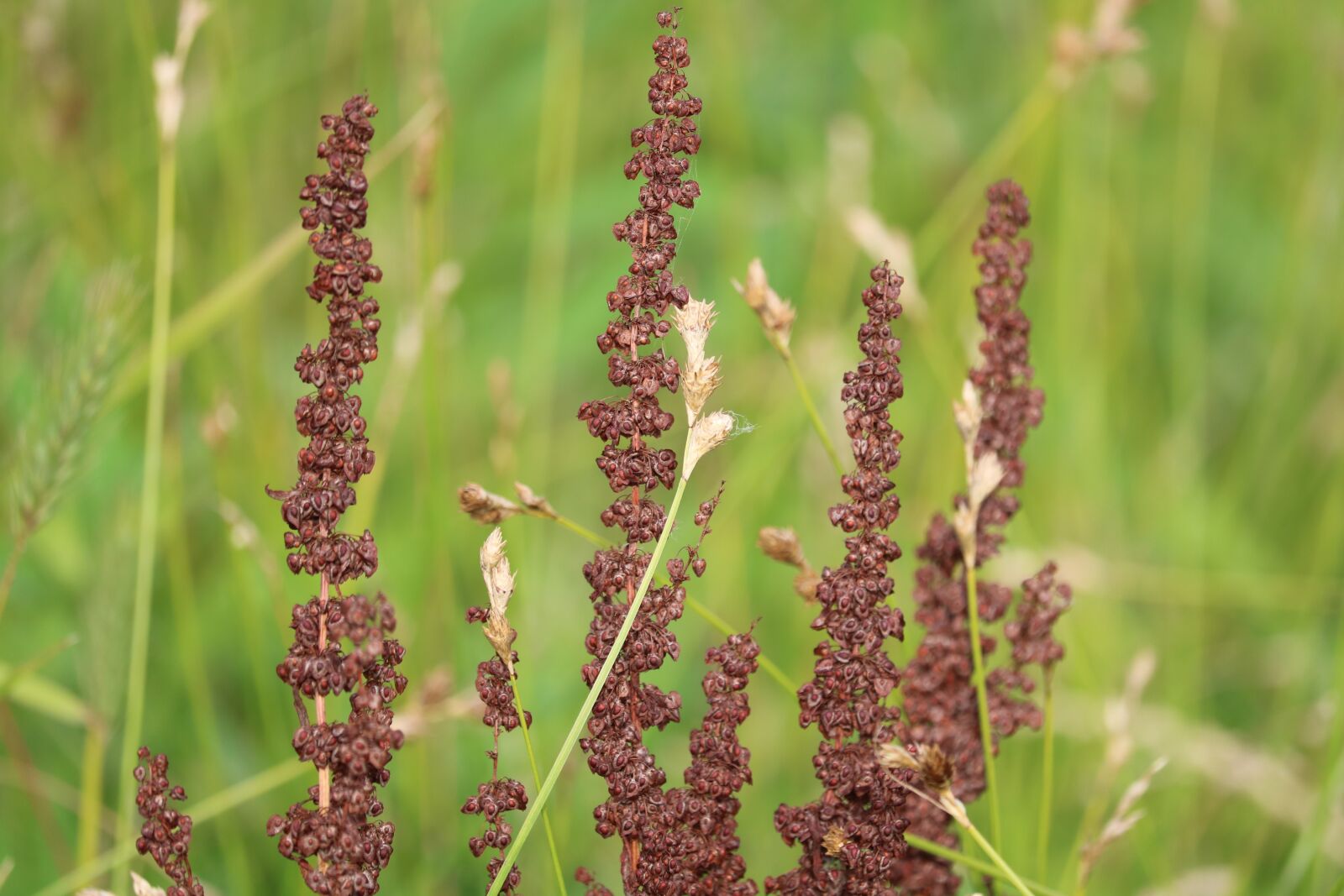 Canon EOS 750D (EOS Rebel T6i / EOS Kiss X8i) sample photo. Grass, field, nature photography