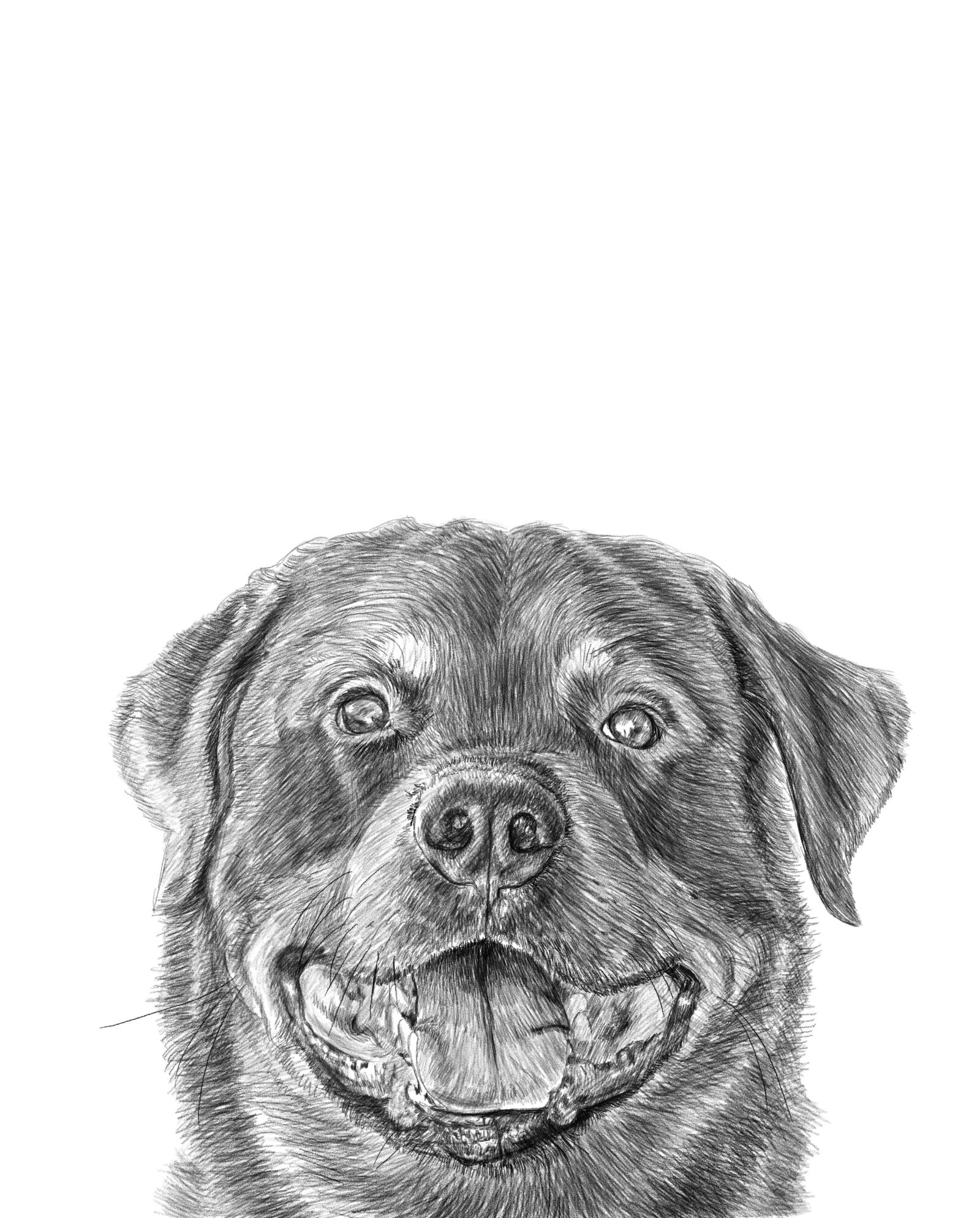 Nikon D2H sample photo. Rottweiler, pencil, drawing photography