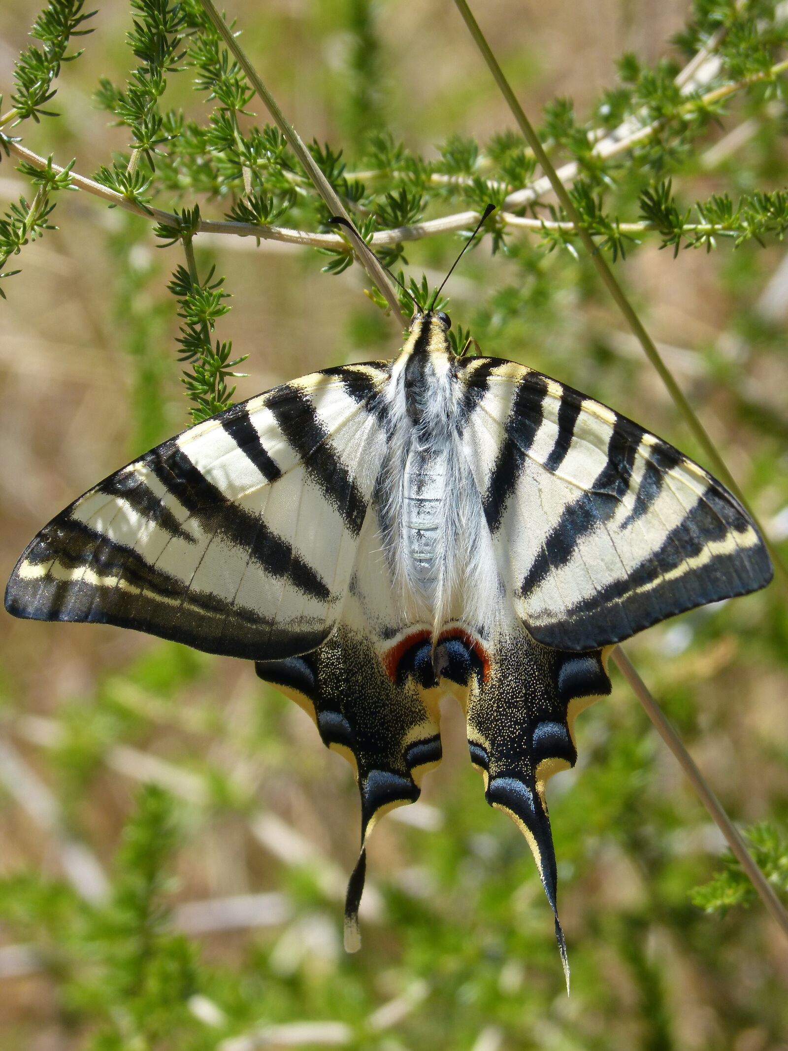 Panasonic DMC-FZ62 sample photo. Papilio machaon, butterfly queen photography