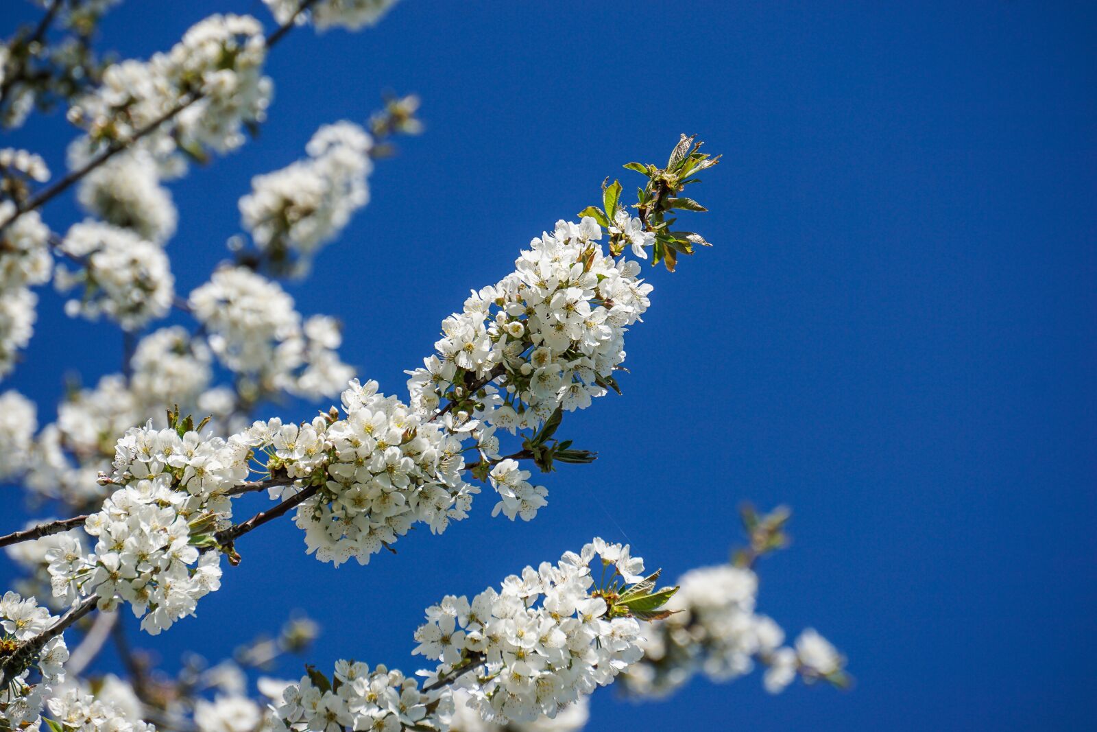 Sony E 55-210mm F4.5-6.3 OSS sample photo. Cherry blossom, blossom, bloom photography