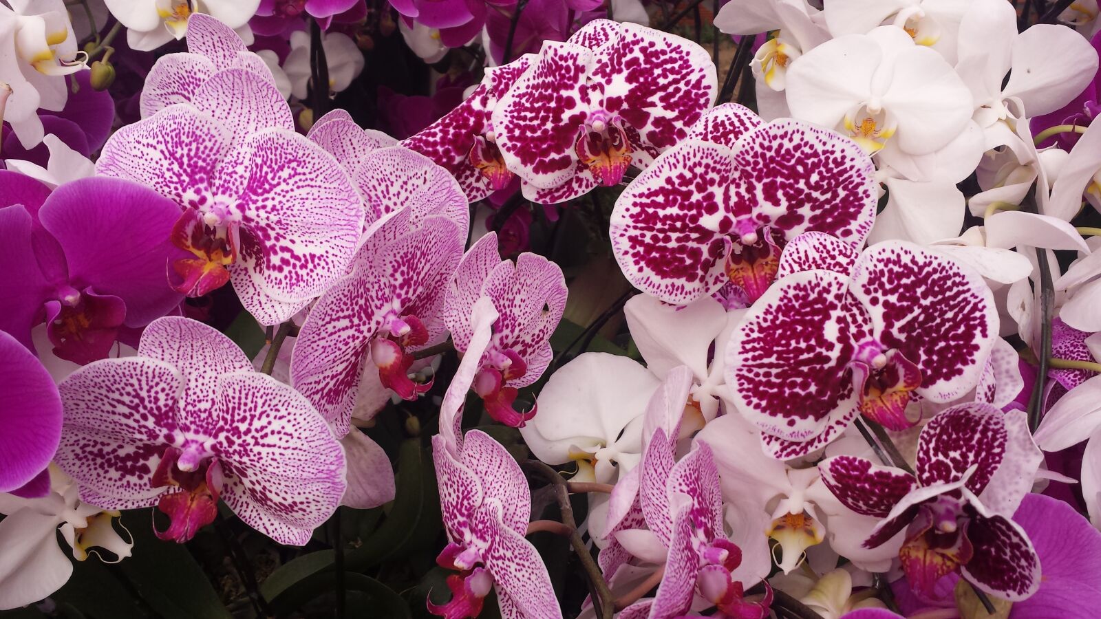 Samsung Galaxy S4 sample photo. Flower, spring, orchid photography