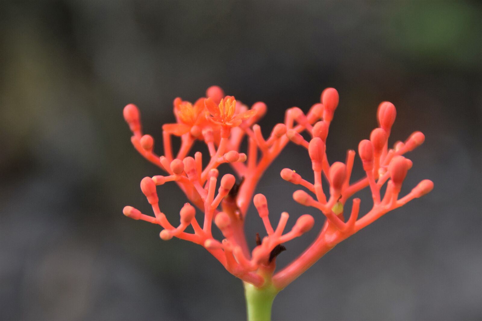 Nikon D5300 sample photo. Ginseng, blossom, bloom photography