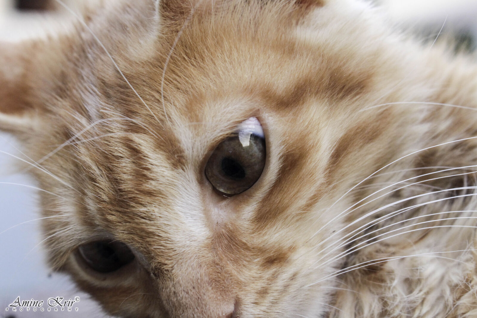Canon EOS 700D (EOS Rebel T5i / EOS Kiss X7i) sample photo. Cat, cat, face, cat photography