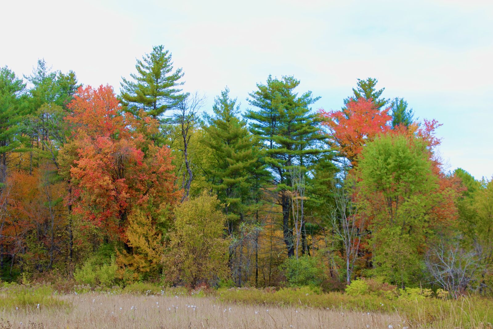 Canon EOS 600D (Rebel EOS T3i / EOS Kiss X5) sample photo. Fall, autumn, leaves photography