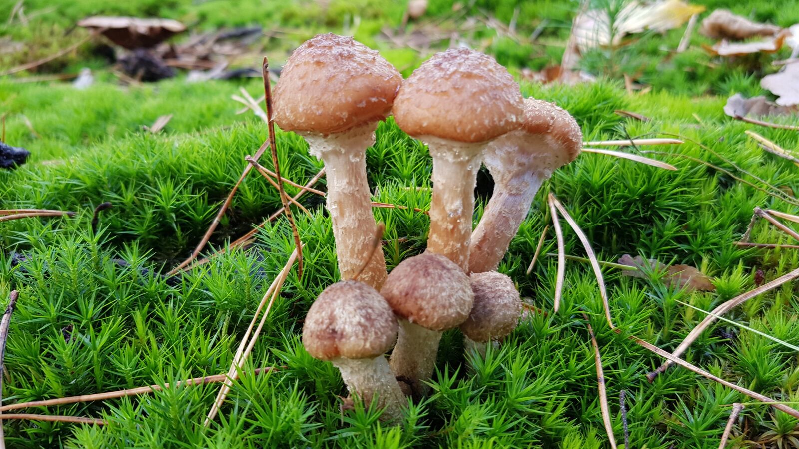 Samsung Galaxy S8+ sample photo. Fall, mushroom, forest photography