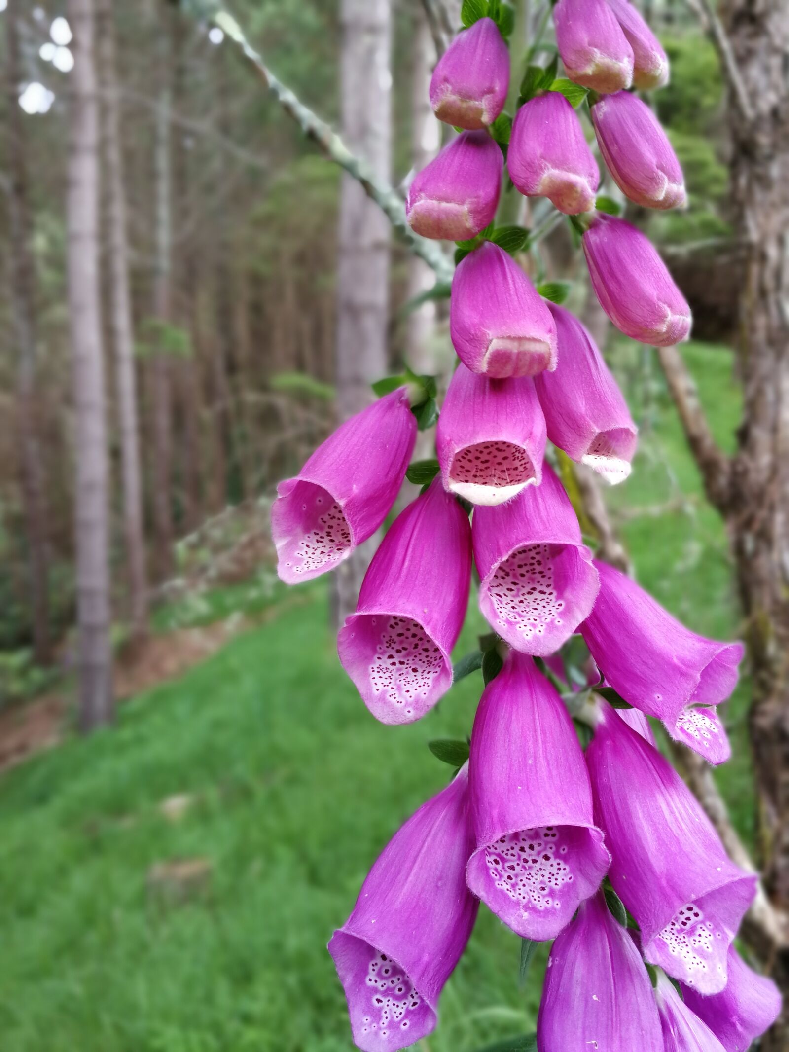 HUAWEI P10 sample photo. Flowers, wild flowers, purple photography