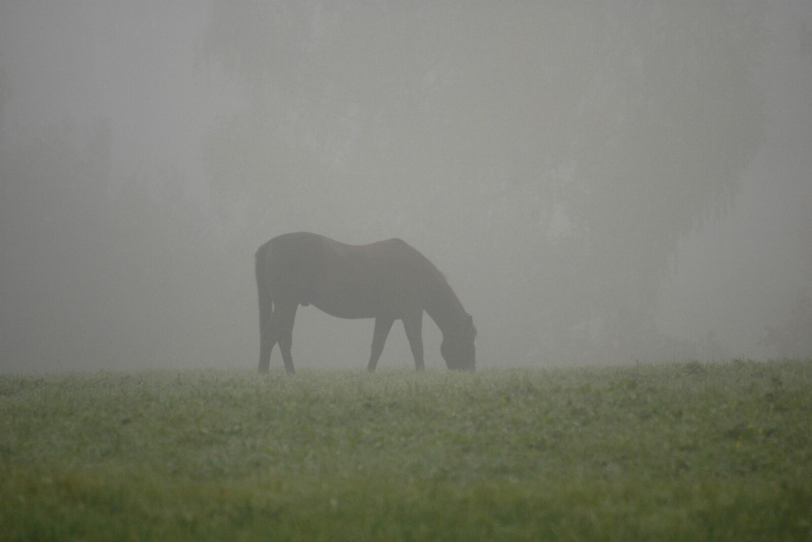 Nikon D70 sample photo. Horse, fog, pasture photography