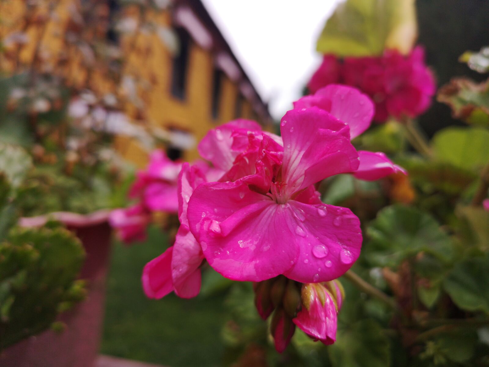 HUAWEI P20 Pro sample photo. Flower, monastery, natural photography