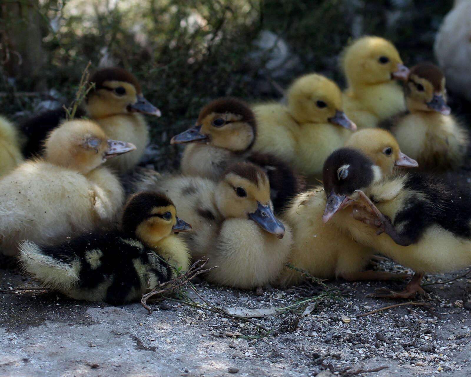Canon EF-S 60mm F2.8 Macro USM sample photo. Duckling, fluffy, cute photography