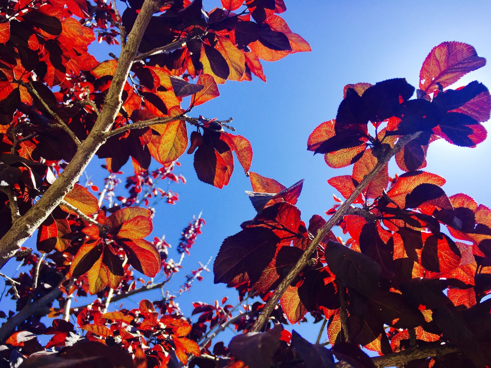 Apple iPhone 6 sample photo. Plumb, tree, red, tree photography