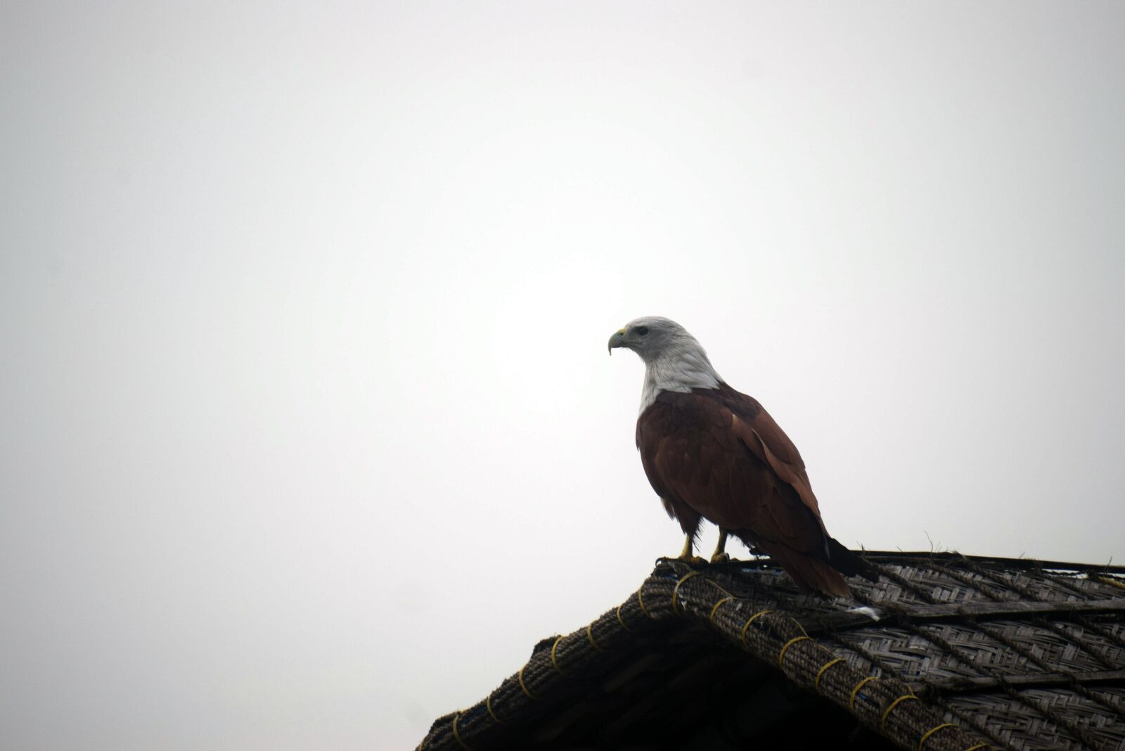 Nikon D3300 sample photo. Eagle, bird, predator photography