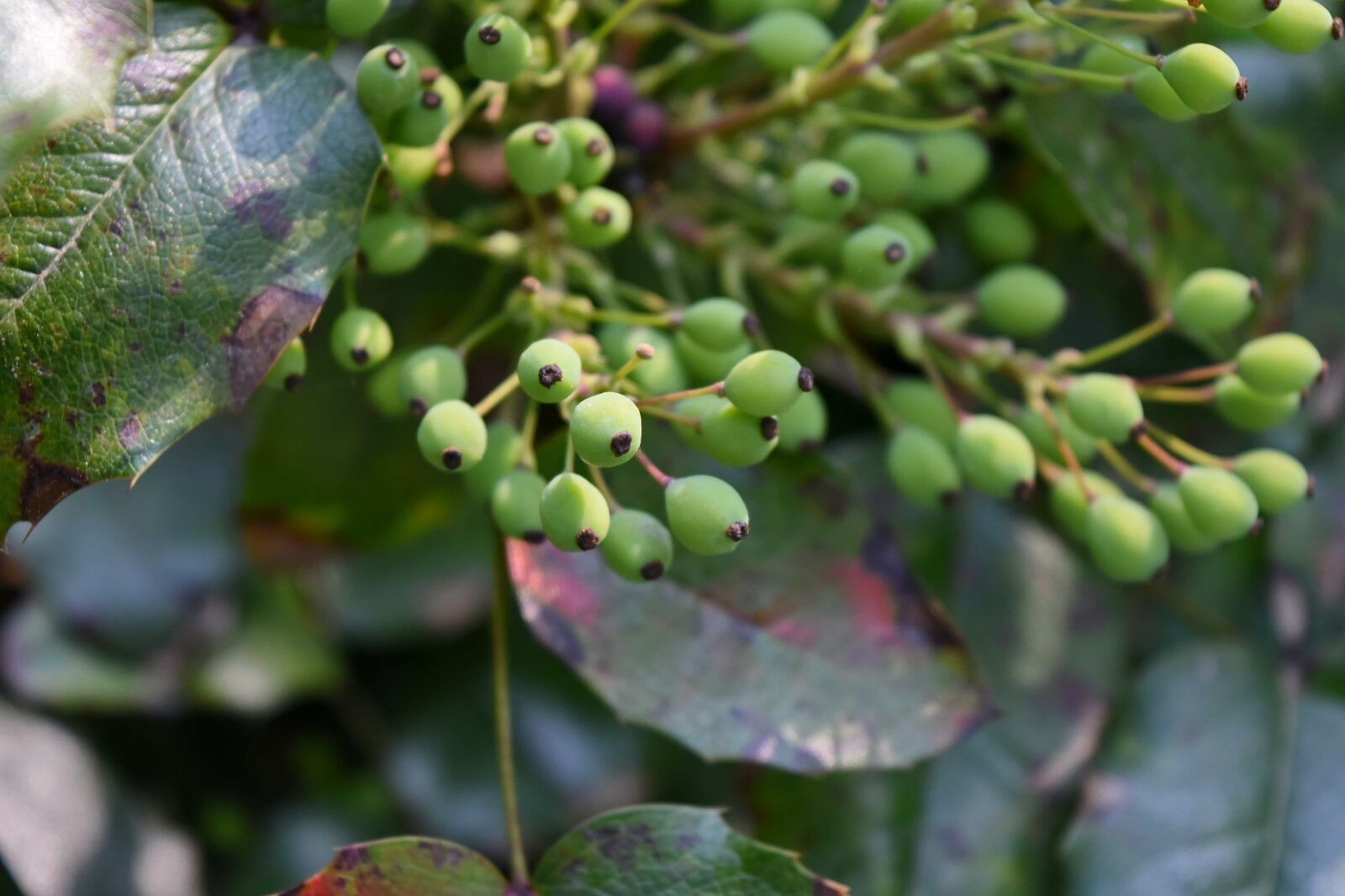 Nikon D5500 sample photo. Shrub, nature, plant, tree photography