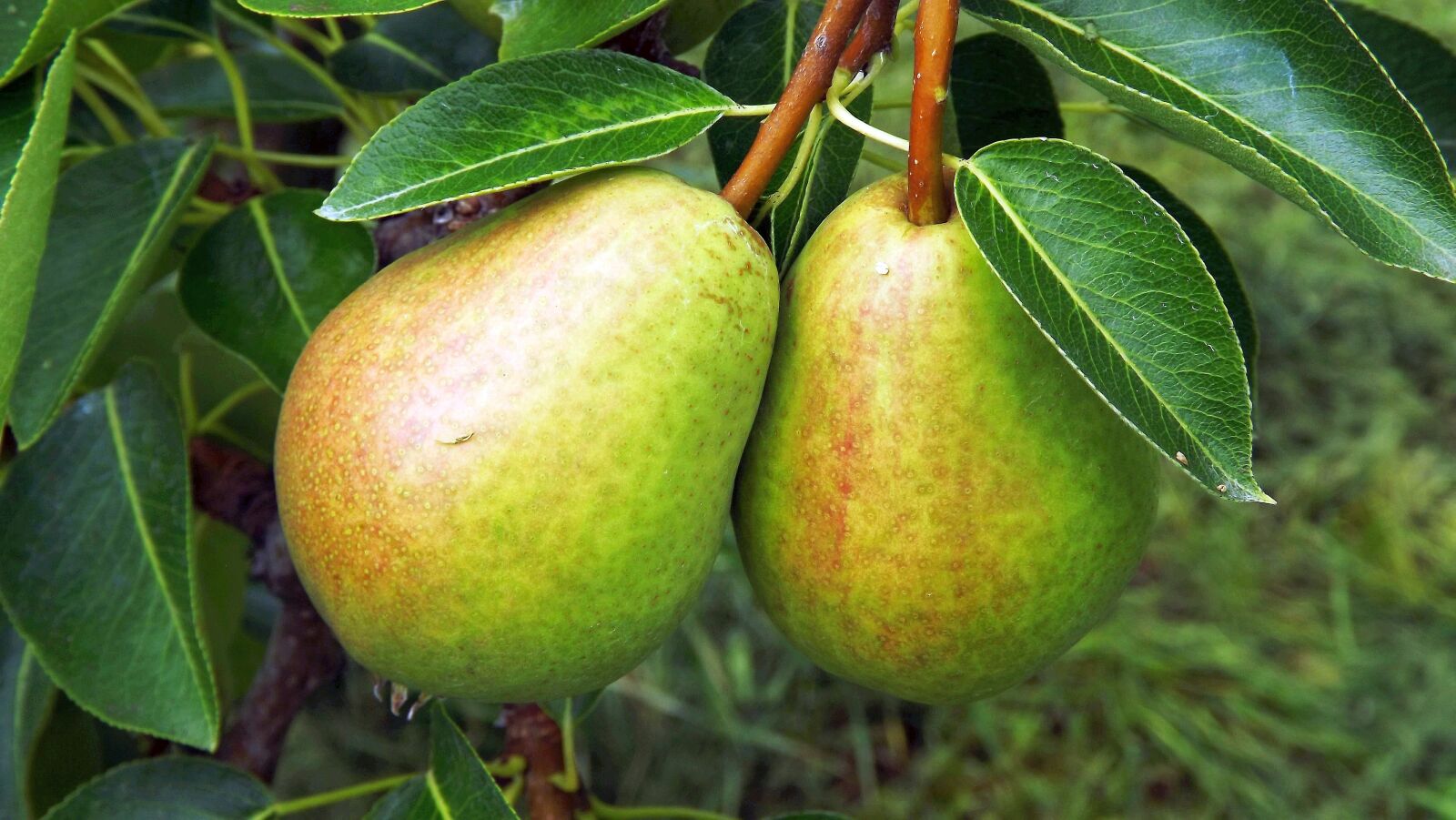 Fujifilm FinePix S3400 sample photo. Fruit, pears, sad photography