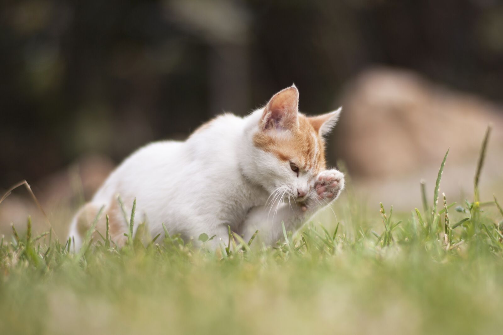 ZEISS Planar T* 85mm F1.4 sample photo. Cat, animal, kitten photography