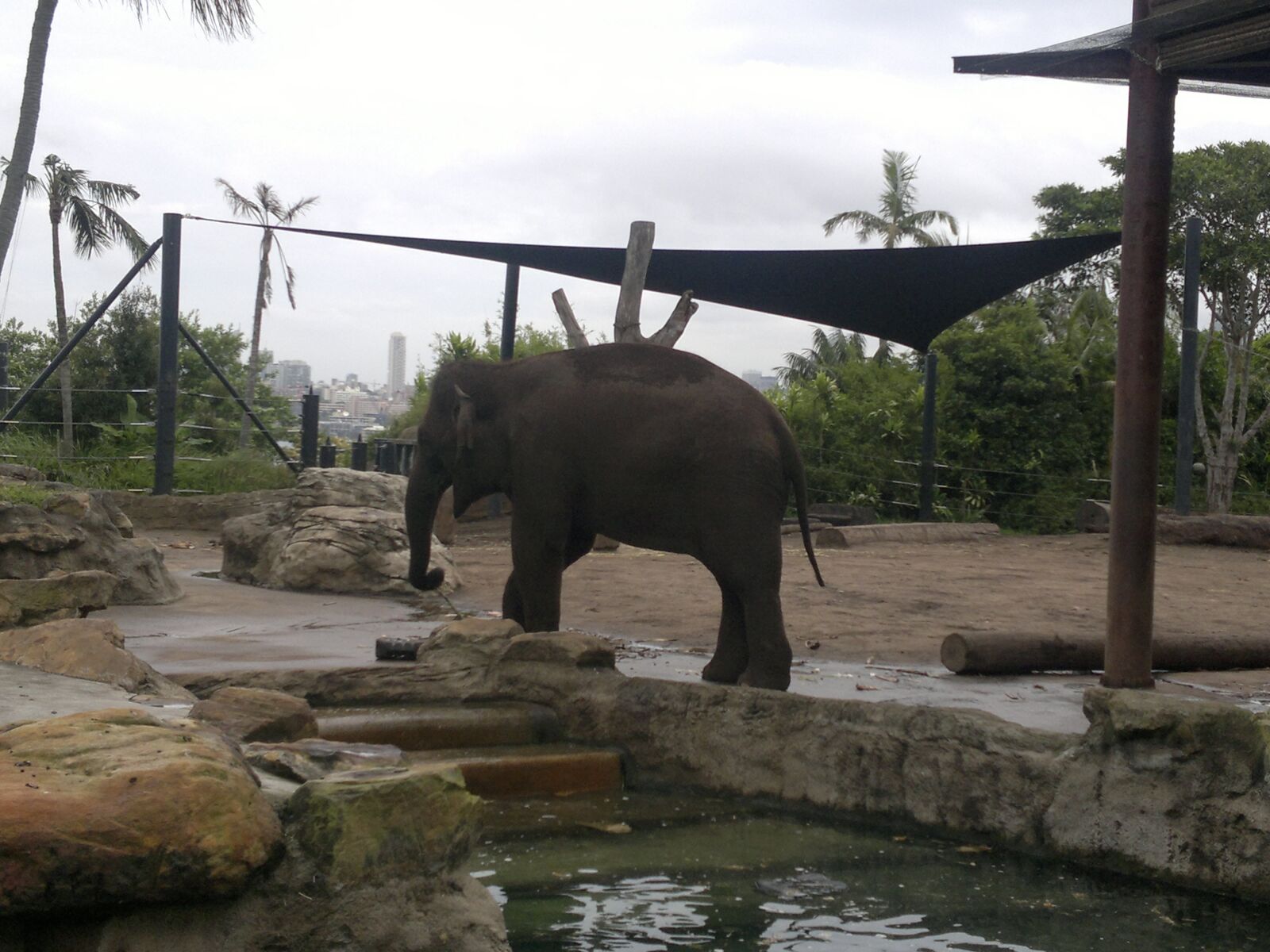 Nokia N8-00 sample photo. Elephant, toronga, sydney photography