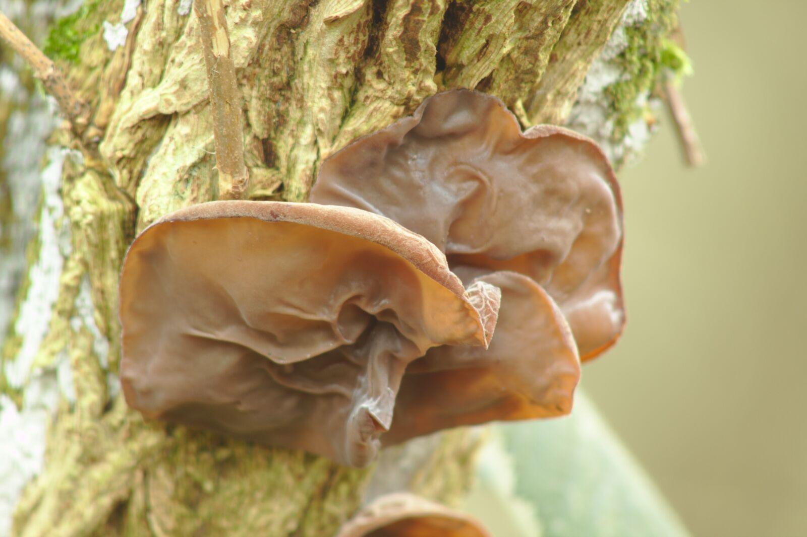 Canon EOS 550D (EOS Rebel T2i / EOS Kiss X4) sample photo. Judas ear, jews ear photography