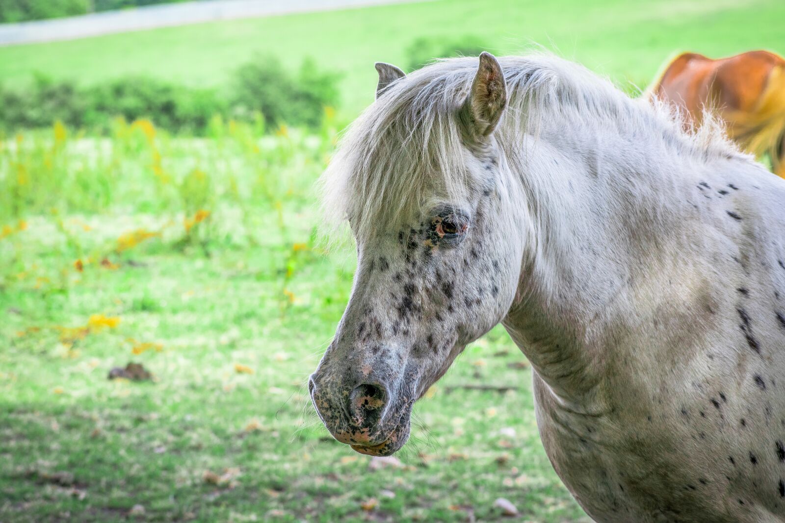 Nikon D3300 sample photo. Animal, beautiful, breed photography