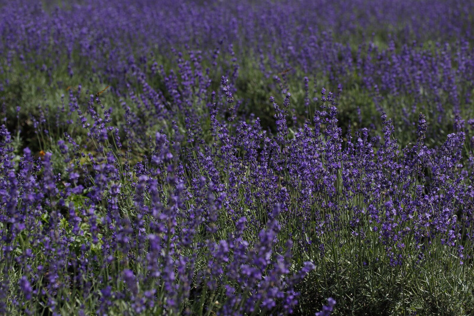 Canon EOS 100D (EOS Rebel SL1 / EOS Kiss X7) + Canon EF-S 60mm F2.8 Macro USM sample photo. Flowers, lavender, field photography
