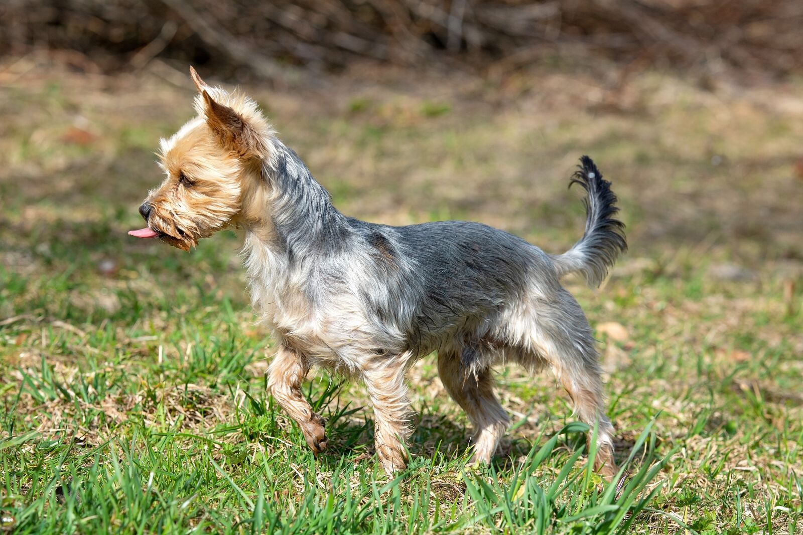Nikon D7100 sample photo. Dog, small, purebred dog photography