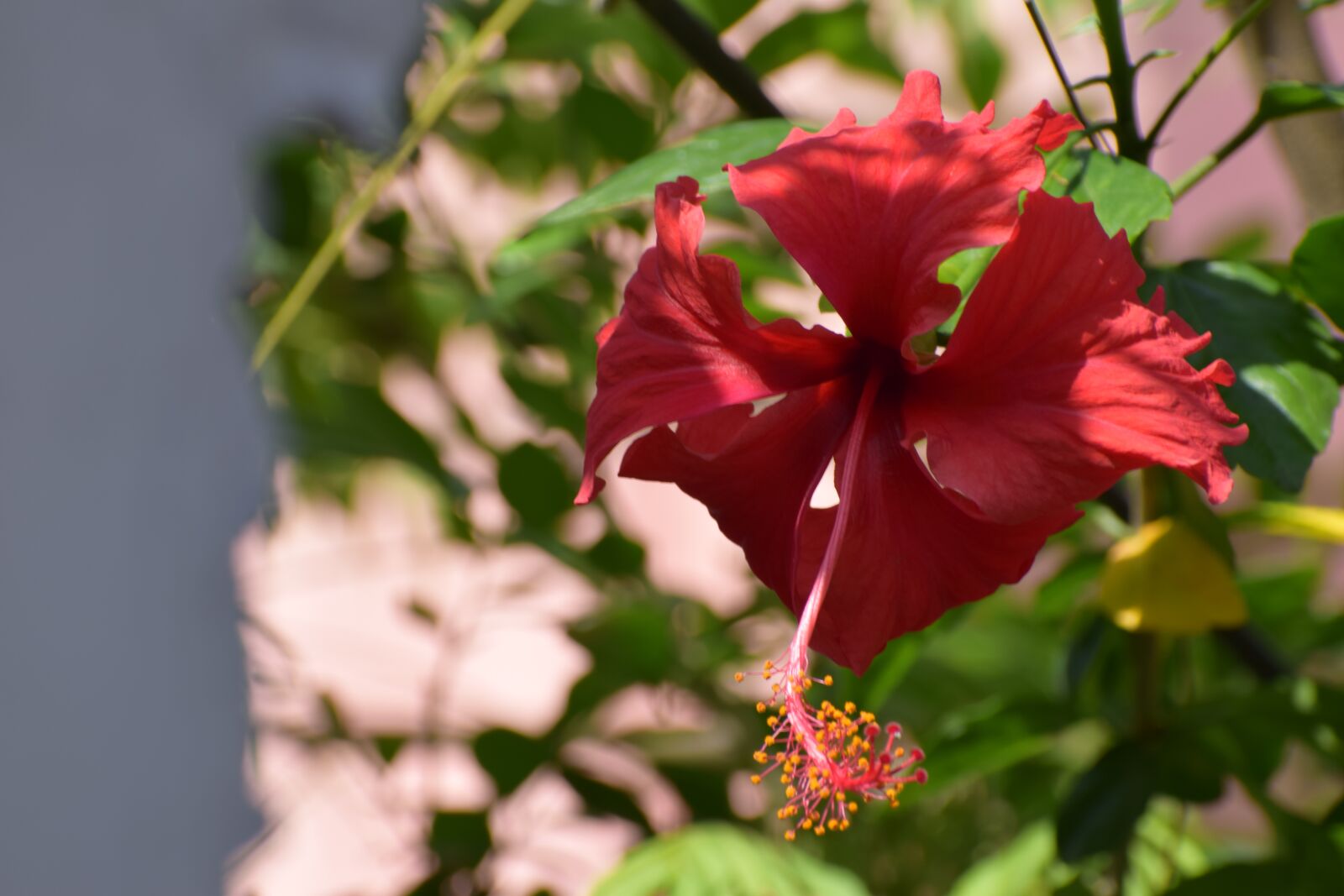 Nikon D5300 sample photo. Flower, blossom, nature photography