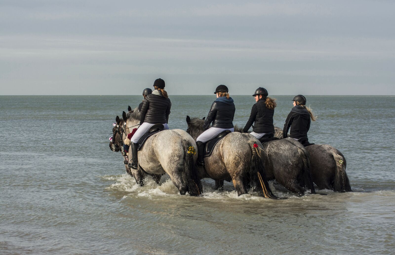 Canon EOS 1000D (EOS Digital Rebel XS / EOS Kiss F) sample photo. Sea, animals, horses photography