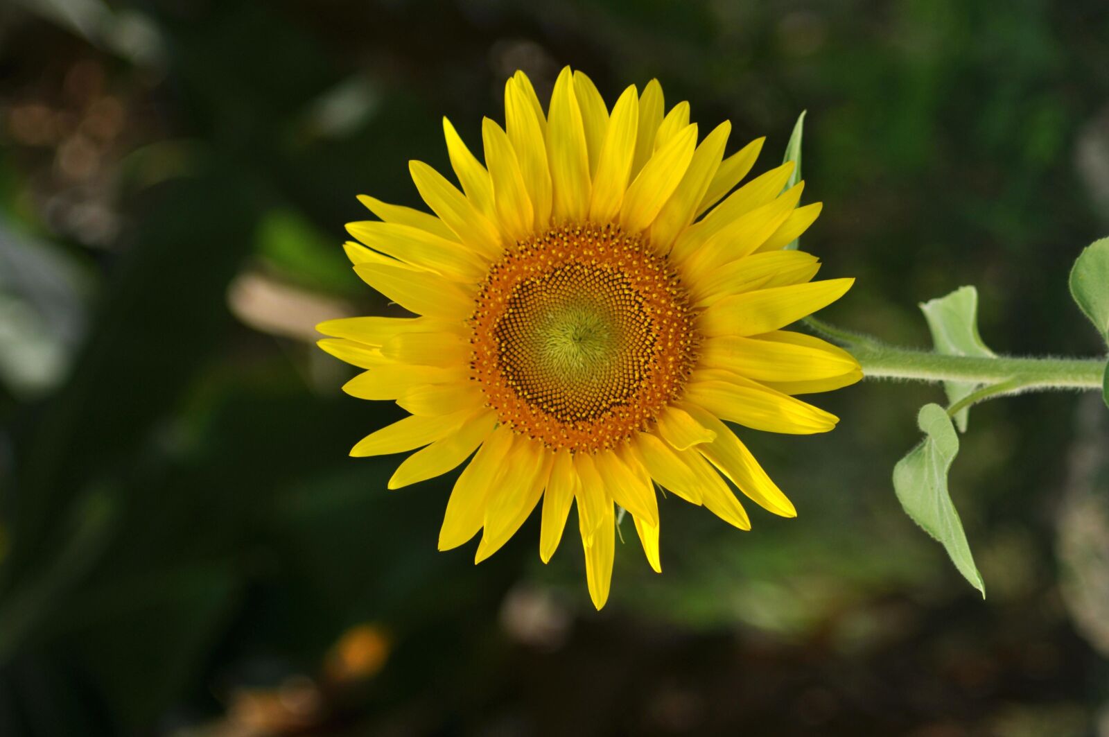 Nikon D90 sample photo. Sunflower, flower, yellow, plant photography