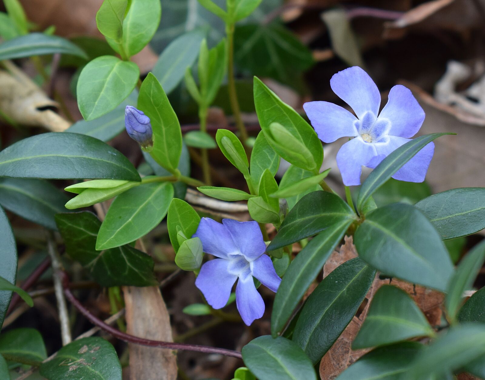 Nikon D3300 sample photo. Periwinkle, ground cover, flower photography