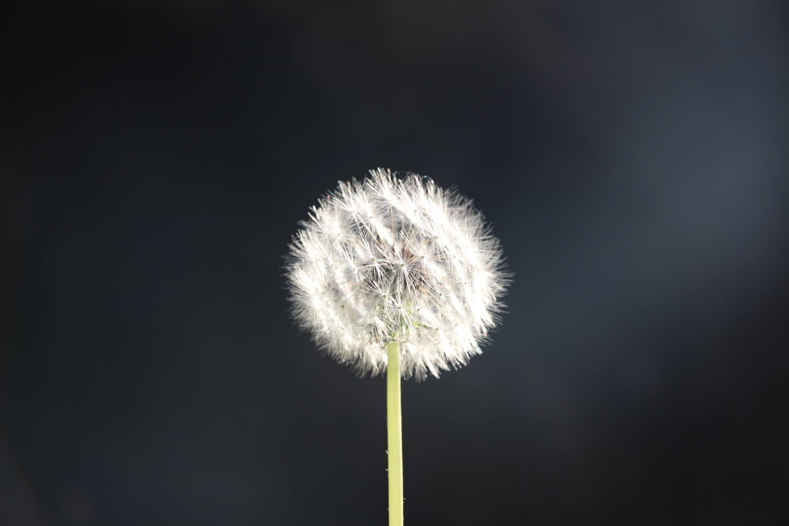 Canon EOS 700D (EOS Rebel T5i / EOS Kiss X7i) sample photo. Dandelion, fluff photography