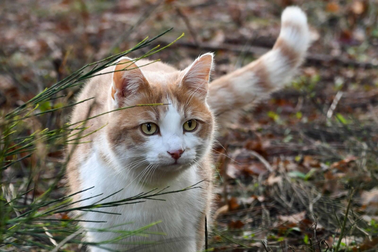 Nikon D500 sample photo. Nature, yellow cat, cute photography