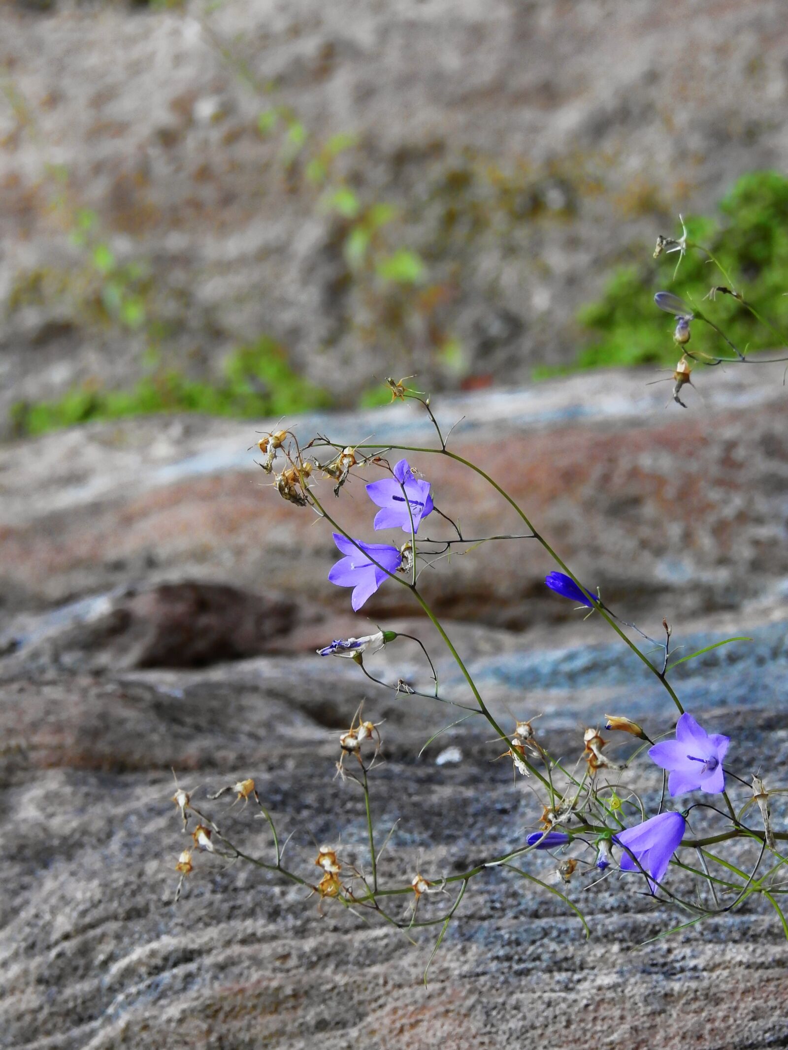 Nikon Coolpix P900 sample photo. Rock, flower, blossom photography