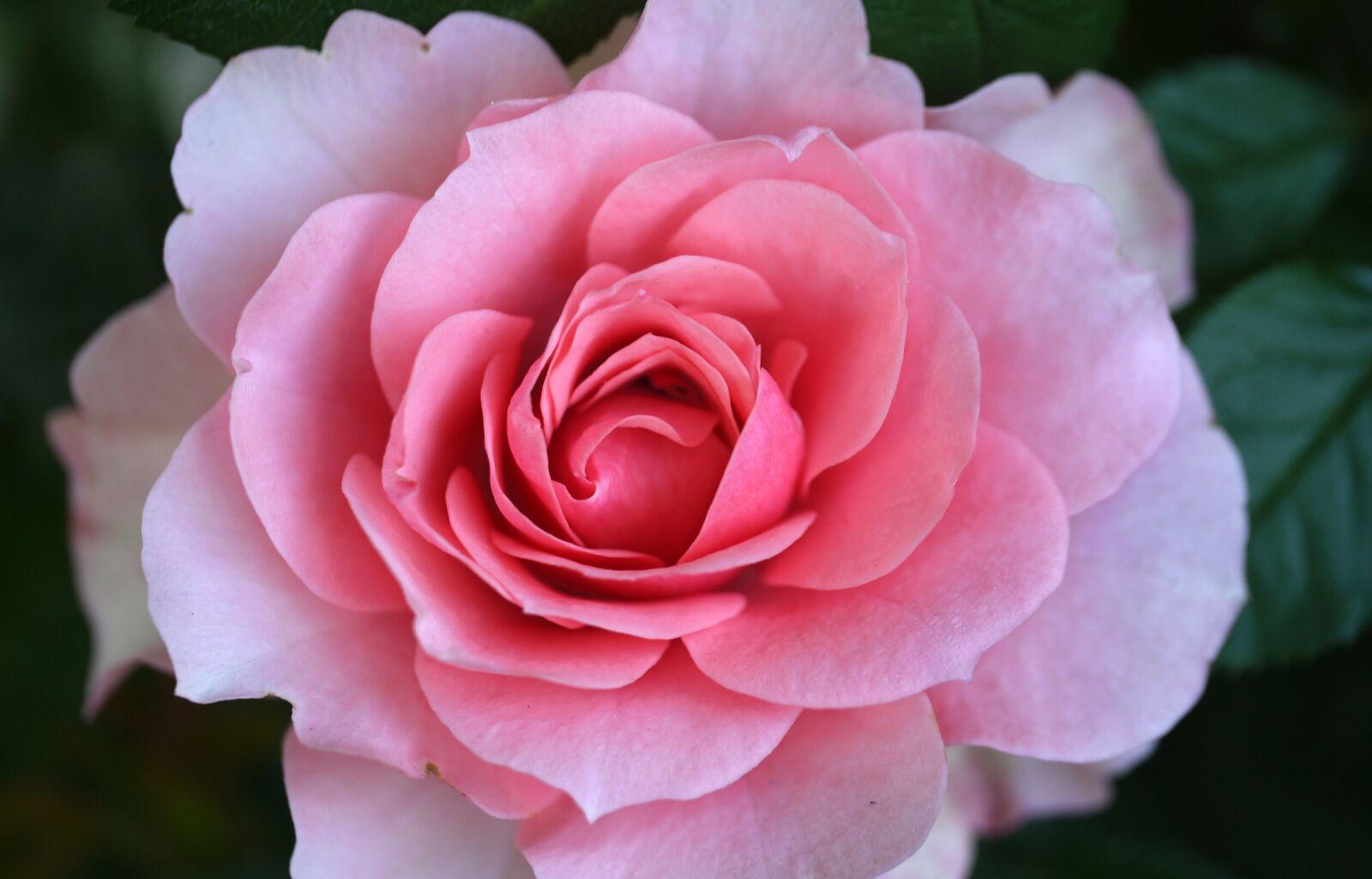 Panasonic Lumix DMC-G2 sample photo. Rose, flower, blossom photography