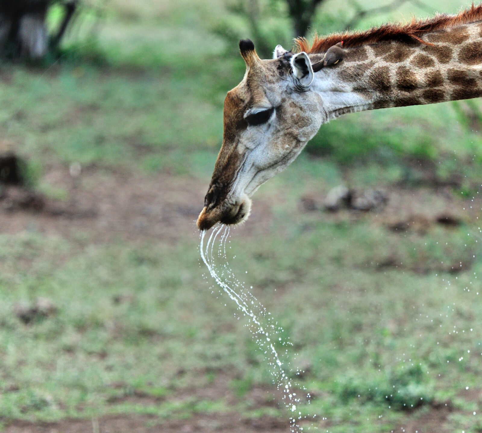 Nikon D3S sample photo. Thirsty, thirsty, giraffe, wild photography