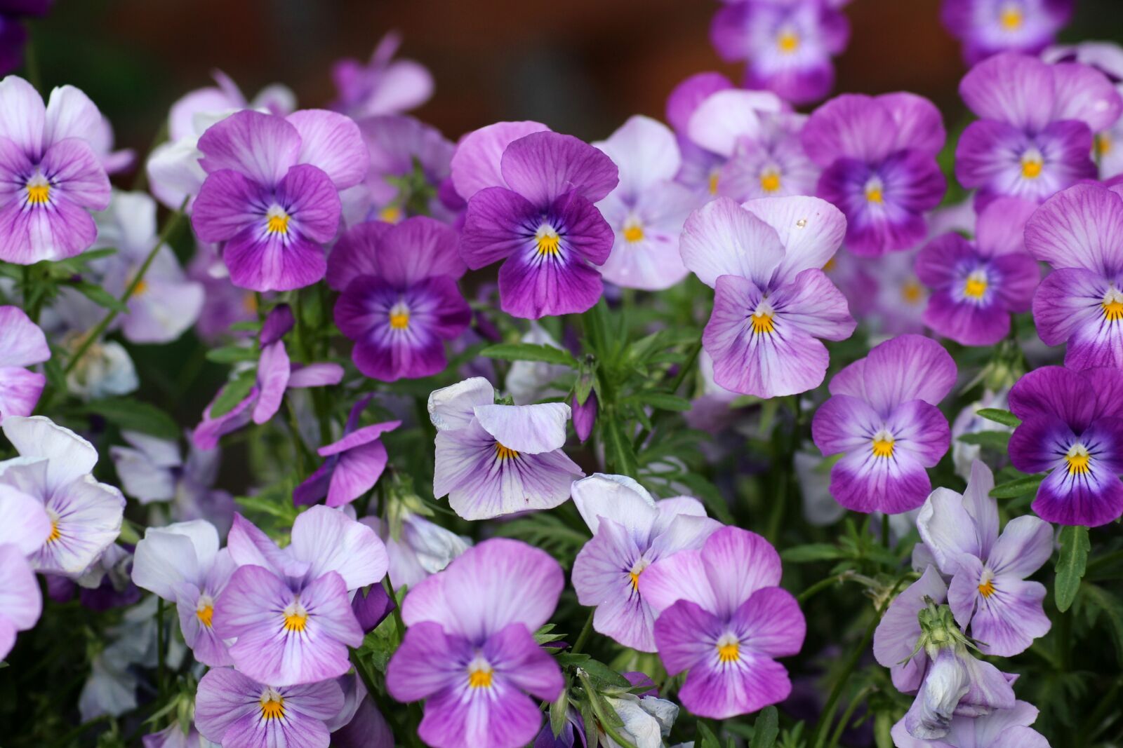 Canon EOS 1200D (EOS Rebel T5 / EOS Kiss X70 / EOS Hi) sample photo. Pansies, flower, nature photography