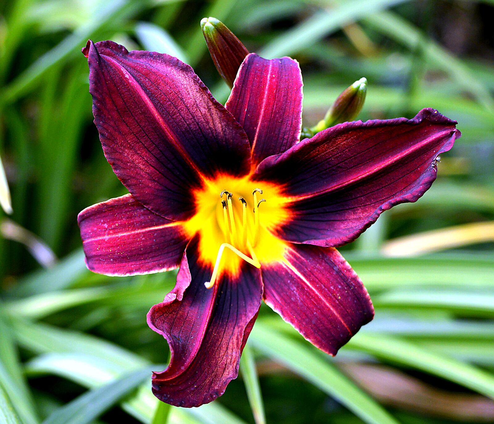 Nikon D3200 sample photo. Hemerocallis, blossom, bloom photography