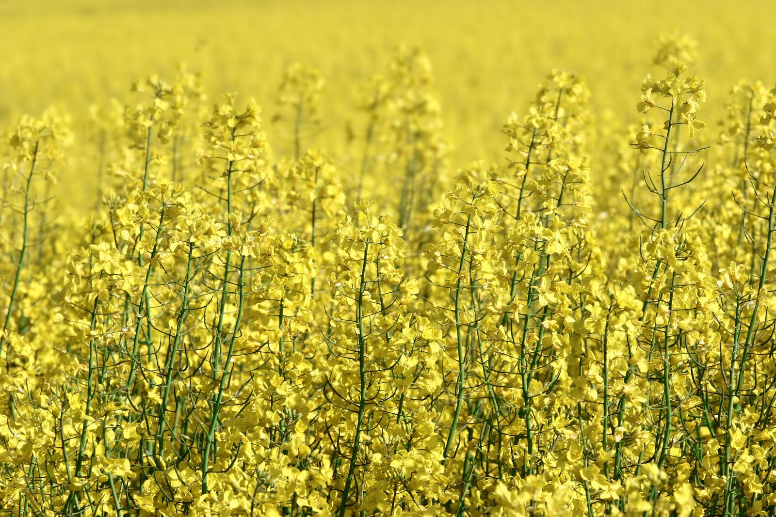 Canon EOS 20D sample photo. Rapeseed, field, yellow photography