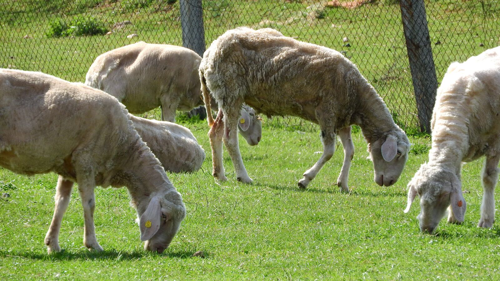 Nikon Coolpix P610 sample photo. Sheep, graze, grazing sheep photography