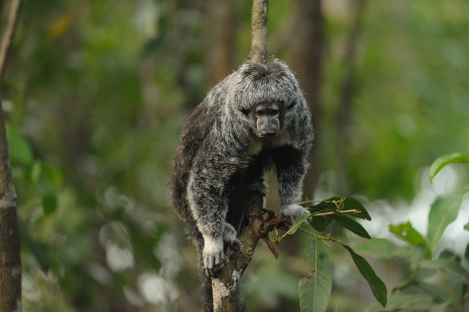 Nikon D3 sample photo. Amazonia, monkey, beautiful photography