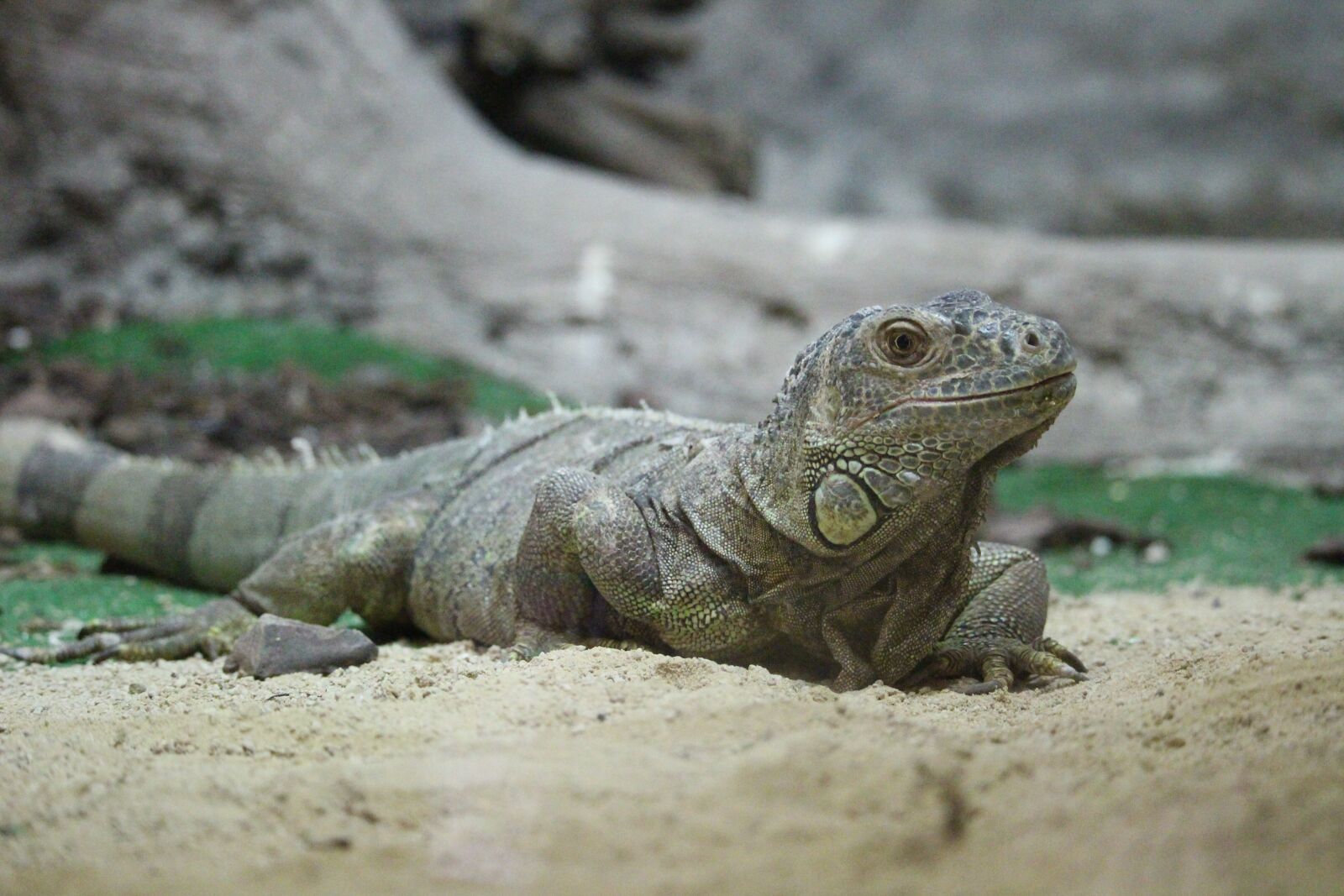 Canon EOS 650D (EOS Rebel T4i / EOS Kiss X6i) + Canon EF-S 55-250mm F4-5.6 IS STM sample photo. Iguana, rest, zoo photography
